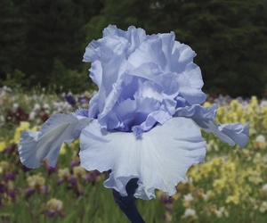 Iris Blue Trill | 18 pcs