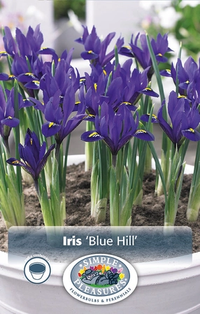 Iris Botanical Blue Hill | Capper 20 x 12