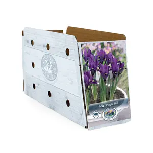 Iris Botiris Purple Hill | Cappers 12 x 20 - image 2