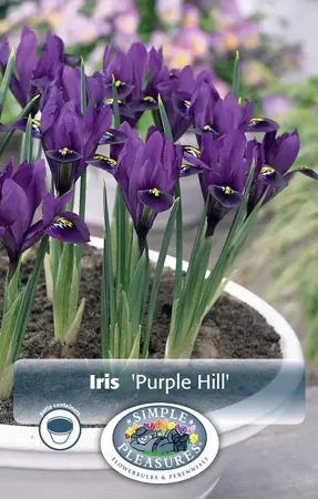 Iris Botiris Purple Hill | Cappers 12 x 20 - image 1
