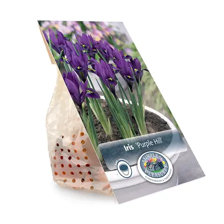 Iris Botiris Purple Hill | Cappers 12 x 20 - image 3