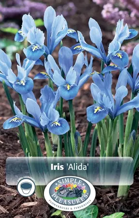 Iris Botiris Reticulata Alida | Cappers 20 x 15 - image 1
