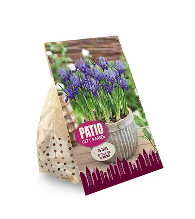 Iris Botiris Reticulata Harmony | Cappers 20 x 20 - image 2