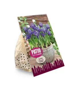Iris Botiris Reticulata Harmony | Cappers 20 x 20 - image 2
