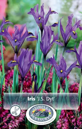 Iris Botiris Reticulata J.S. Dyt | Cappers 20 x 15 - image 1
