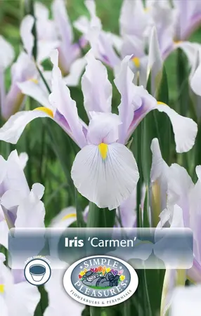 Iris Dutch Carmen | Cappers 10 x 15 - image 1