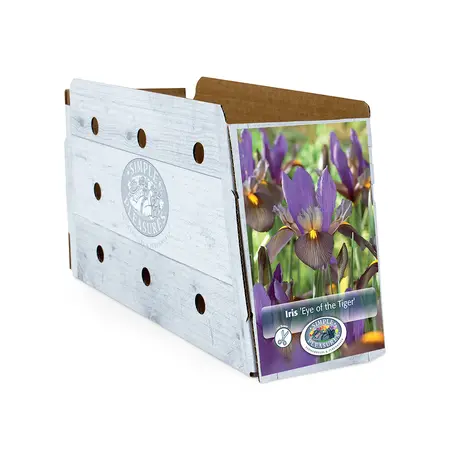 Iris Dutch Eye of the Tiger | Cappers 10 x 15 - image 2