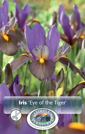 Iris Dutch Eye of the Tiger | Cappers 10 x 15 - image 1