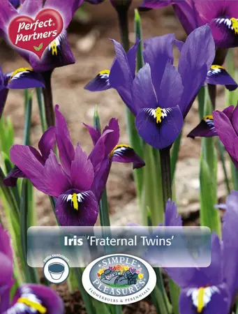 Iris Dutch Fraternal Twins | Cappers 20 x 16 - image 1
