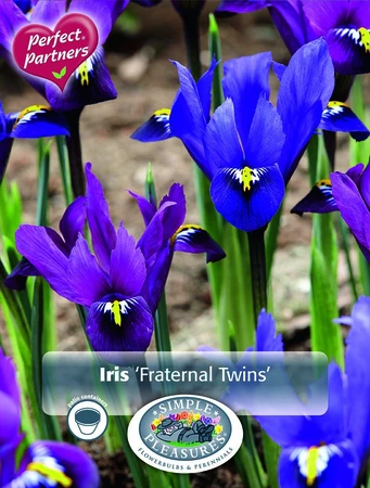 Iris Dutch Fraternal Twins | Cappers 20 x 16 - image 3