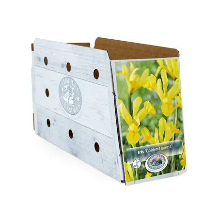 Iris Dutch Golden Harvest | Cappers 10 x 15 - image 2