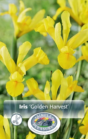 Iris Dutch Golden Harvest | Cappers 10 x 15 - image 3
