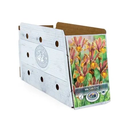Iris Dutch Lion King | Cappers 10 x 15 - image 2