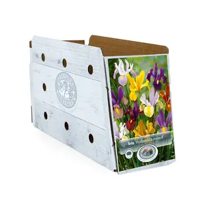 Iris Dutch Mixed | Cappers 20 x 10 - image 2