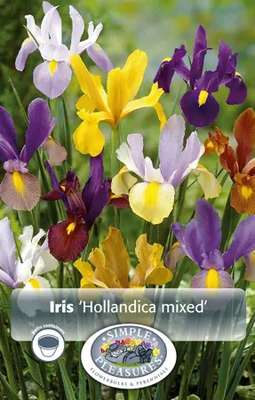 Iris Dutch Mixed | Cappers 20 x 10 - image 1