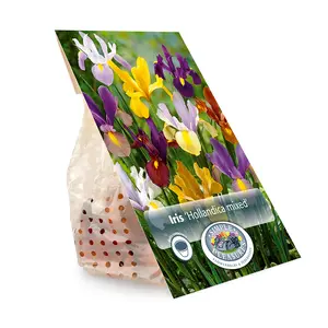 Iris Dutch Mixed | Cappers 20 x 10 - image 3