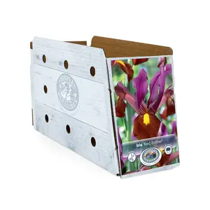 Iris Dutch Red Ember | Cappers 10 x 15 - image 2