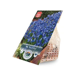 Iris Dutch Sea of Blue | Cappers 40 x 15 - image 3