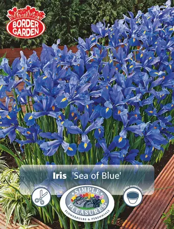 Iris Dutch Sea of Blue | Cappers 40 x 15 - image 1