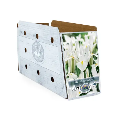 Iris Dutch White Excelsior | Cappers 10 x 15 - image 2