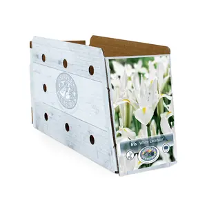 Iris Dutch White Excelsior | Cappers 10 x 15 - image 2