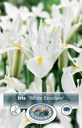 Iris Dutch White Excelsior | Cappers 10 x 15 - image 1