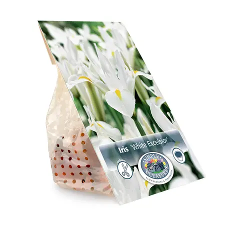 Iris Dutch White Excelsior | Cappers 10 x 15 - image 3