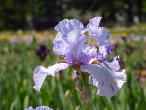 Iris Elainealope  | 18 pcs