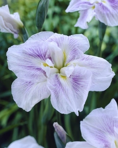Iris ensata Kogesho | 200 pcs