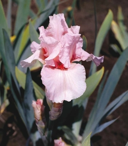 Iris Lenora Pearl | 18 pcs