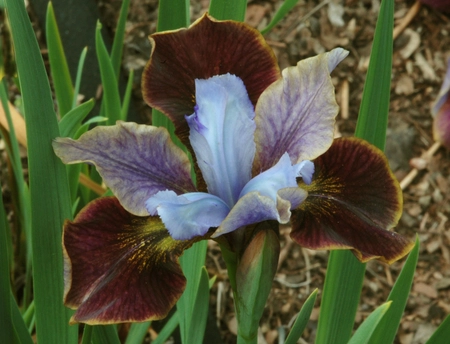 Iris Peacock Black Joker PBR | 250 pcs