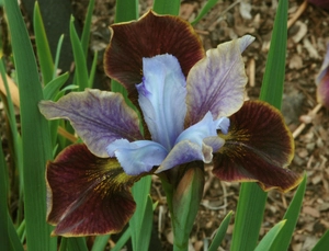 Iris Peacock Black Joker PBR | 250 pcs