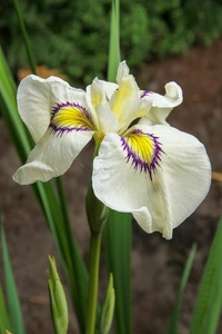 Iris Pseudata Cat's Eye | 150 pcs