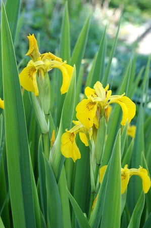 Iris Variegata (pseudacorus) | 25 pce