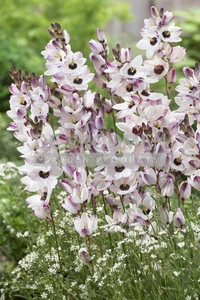Ixia Blue Bird NEW | Capper 30 x 25
