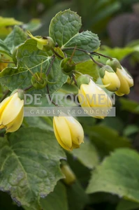Kirengeshoma palmata | 25 pce