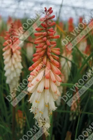 Kniphofia Amazing Fun | 250 pcs