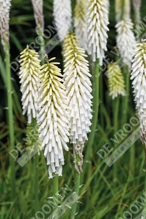 Kniphofia Ice Queen | 250 pcs
