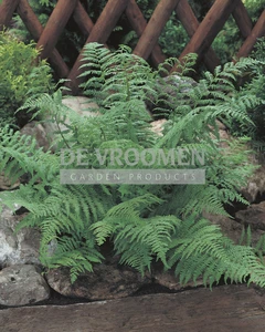Lady Fern | 25 pce