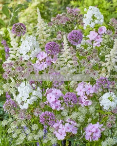 Lavender Fields NEW | Capper 25 x 5