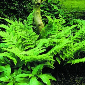 Leatherwood Fern | 25 pce