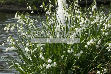 Leucojum Gravetye Giant | 25 pce