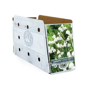 Leucojum Gravetye Giant (Spring Snowlflakes) | Cappers 10 x 15 - image 2