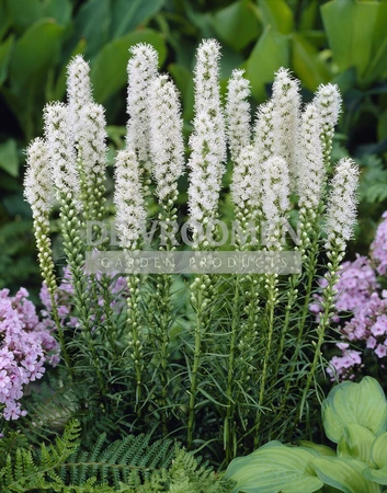 Liatris Spicata Alba | 75 pce