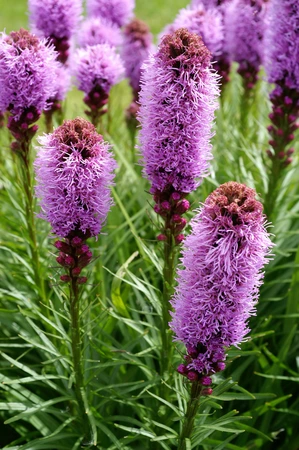 Liatris Spicata Kobold | 75 pce