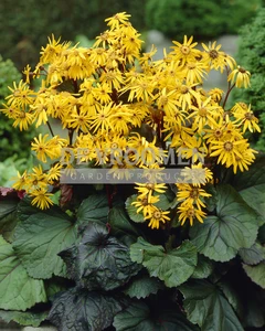 Ligularia Desdemona | 150 pce