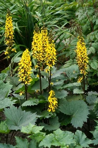 Ligularia Little Rocket PBR | 200 pce