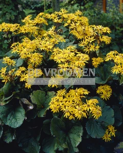 Ligularia Othello | 150 pce