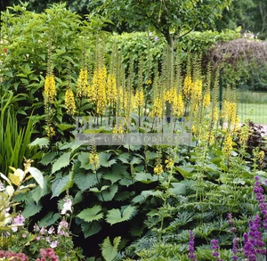 Ligularia The Rocket | 150 pce