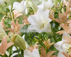 Lilium Apricot Pearl NEW | Capper 18 x 4
